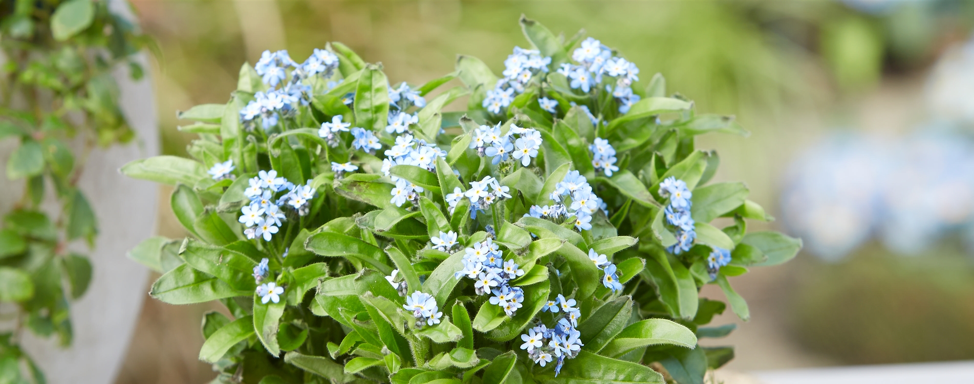 Grüner Garten Müller Gärtnerei &amp; Floristik in Gifhorn