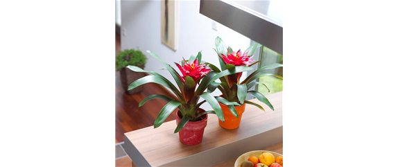 TROPENZAUBER BROMELIEN