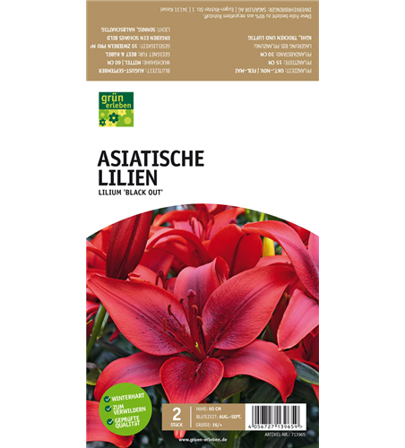 Asiatische Lilien