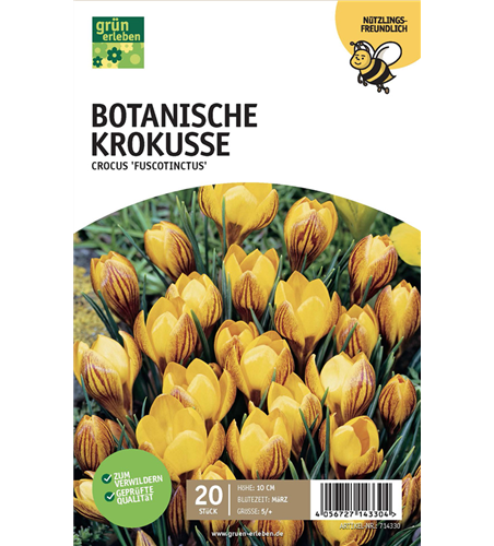 Botanische Krokusse