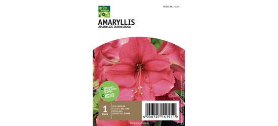 Amaryllis Dunkel 