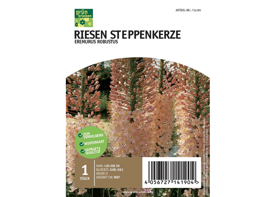 Riesen Steppenkerze