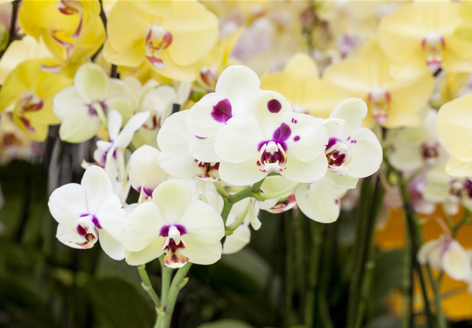 ORCHIDEEN: FREILANDAUFENTHALT IM SOMMER